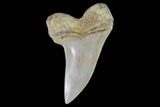 Mako Shark Tooth Fossil - Sharktooth Hill, CA #94725-1